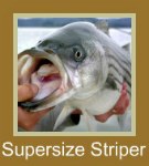 Striped Bass