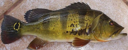 Peacock Bass