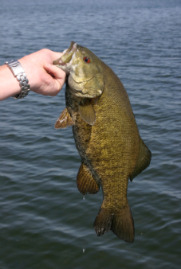 Smallmouth Bass Catch
