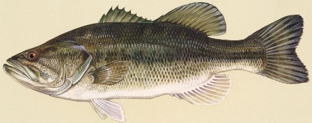 fish identification, largemouth bass