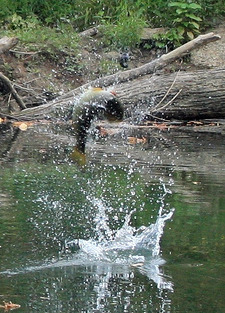 Smallmouth Bass