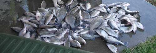 White Bass