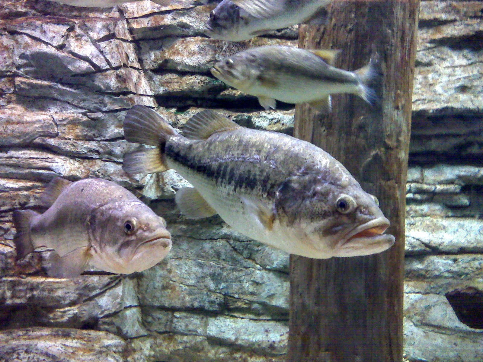 Largemouth bass in close to cover