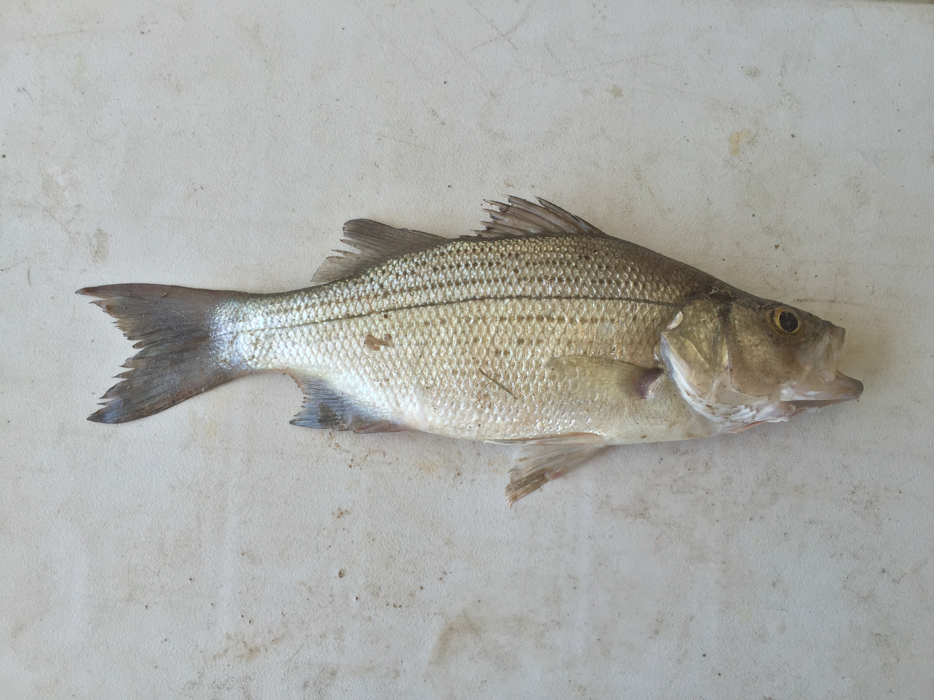 White bass fishing lures and tips