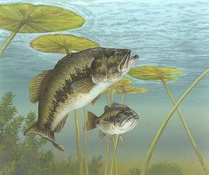 Largemouth Bass Habitat