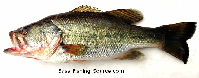 Identify Largemouth bass