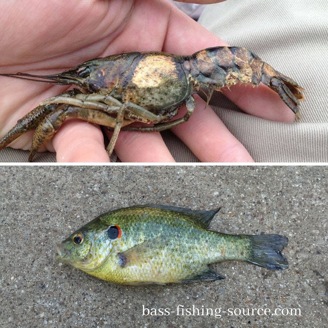 blue gill bass bait