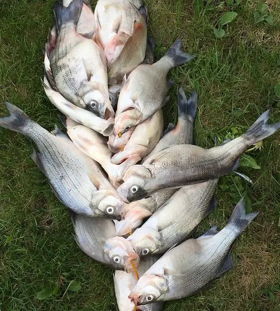 White bass fishing lures and tips