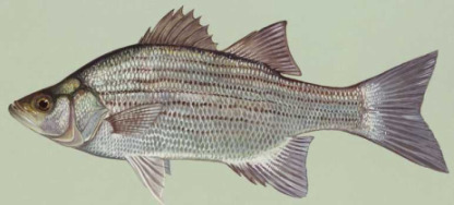 White Bass Fish Identification.