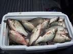 Bunch of white bass