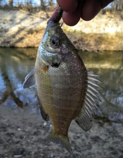 Colors on a bait fish