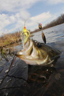 largemouth bass fishing - find more, catch more with the