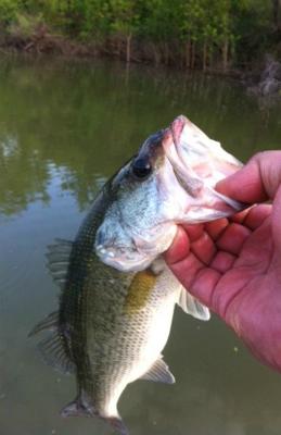 2 pound largemouth