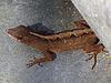 Brown Anole - Photo Courtesy of  Wikipedia