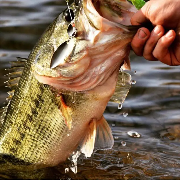 Spring largemouth bass
